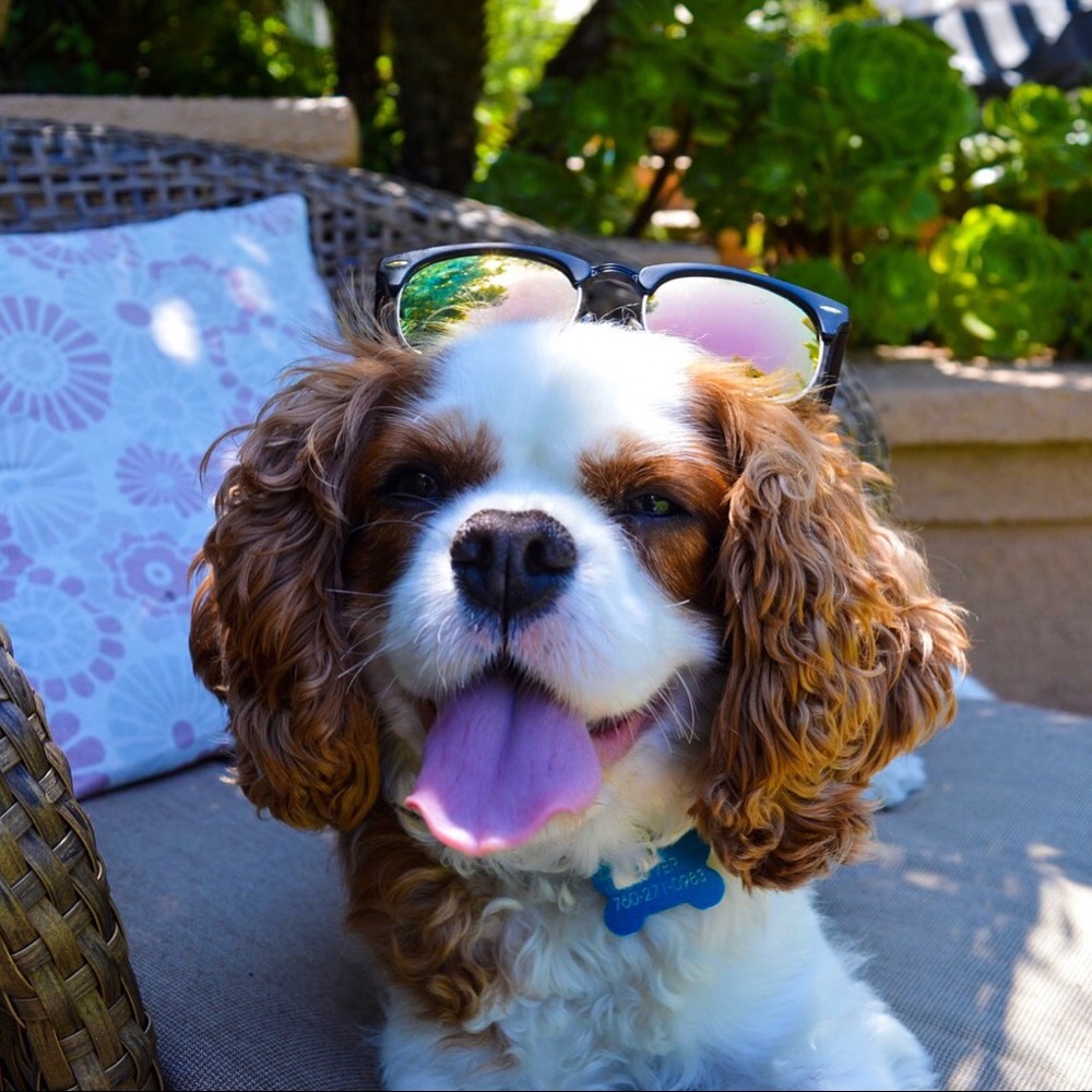 Meet your Posher, Ella